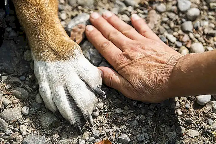 Signos y síntomas de heridas en las almohadillas de tu perro