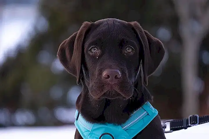 Similitudes y diferencias entre el labrador retriever y el golden retriever
