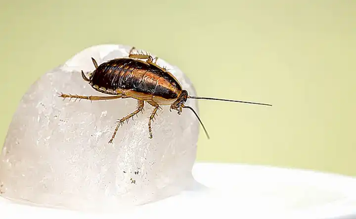 Síntomas de enfermedades parasitarias