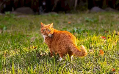 causes-de-la-pancreatitis-felina_h2_818.webp