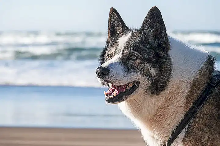 Socialización y convivencia con otros perros y mascotas