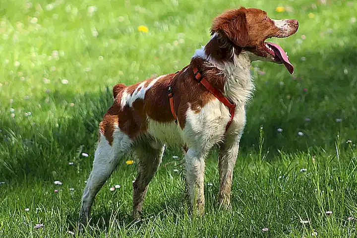 Socialización y entrenamiento del perro Spaniel Bretón