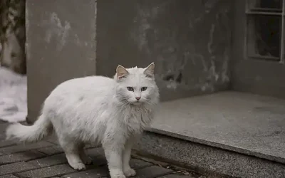 tratamiento-del-resfriado-en-gatos_h2_362.webp