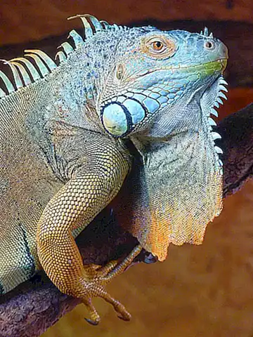 interaccion-y-socializacion-con-las-iguanas-desde-pequenas_h2_153.webp