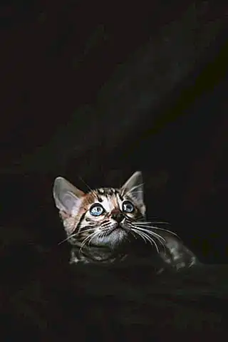 Tamaño y peso del gato Bengalí