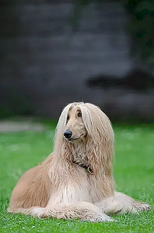Temperamento y personalidad del galgo afgano