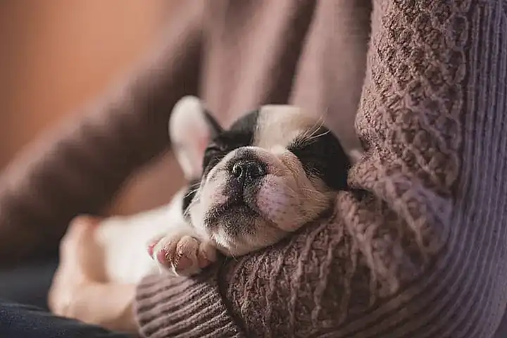 Tiempo del sueño promedio del perro o cachorro