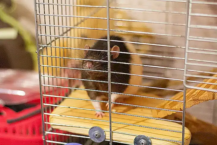 Tiempo fuera de la jaula como medida para prevenir los picotazos en los loros
