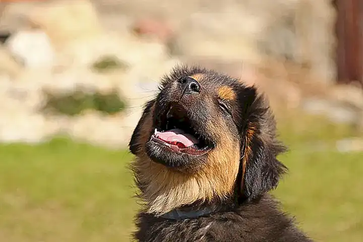 Tiendas de comida para perros y cachorros