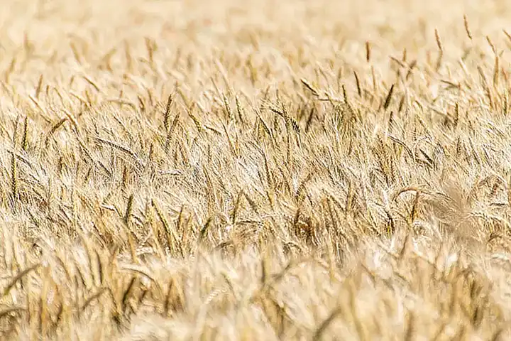 Tipos de alimentos que no son cereales