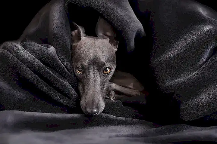 Tipos de galgo italiano