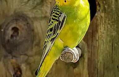 periquito-clearbodys_h2_932.webp