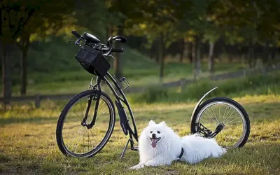 como-se-utilizan-las-tranquilizantes-para-calmar-a-tu-mascota_h2_944.webp