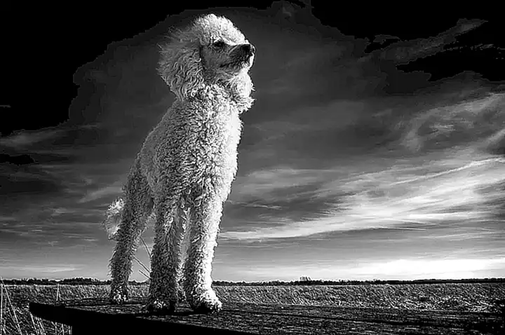 Tipos y variedades de Caniche