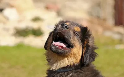 top-5-restaurantes-mas-destacados-para-mascotas_h2_1655.webp