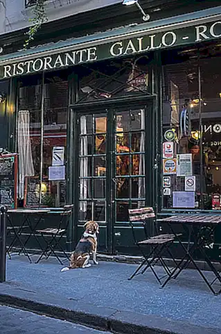 Top 5 restaurantes más destacados para mascotas