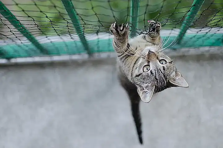 Transporte seguro para gatos