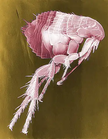 Tratamientos Contra Pulgas y Parásitos Intestinales