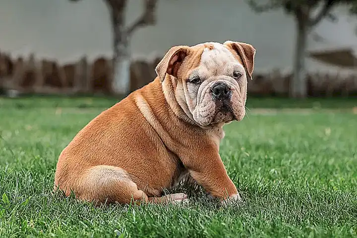 Uso del bulldog americano en la producción de piel