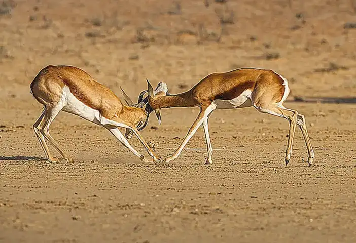 Uso en peleas entre animales