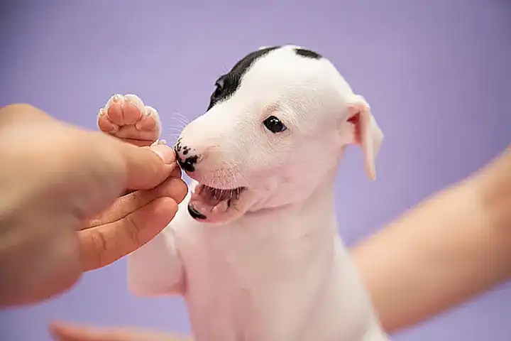 Uso original del Whippet