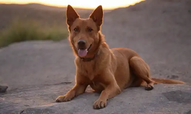un perro marrón con pulgas, rascándose sobre un terreno rocoso, al atardecer, con un débil resplandor rojo sangre alrededor de su cuerpo