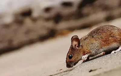 caracteristicas-del-raton-domestico-ideal_h2_898.webp