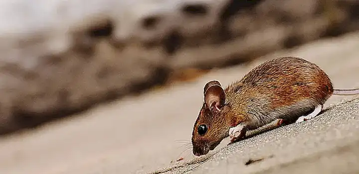 caracteristicas-del-raton-domestico-ideal_h2_898.webp