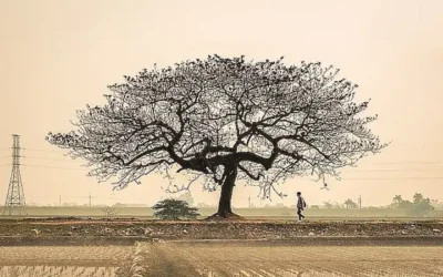 razas-recomendadas-para-la-vida-en-el-campo_h2_237.webp