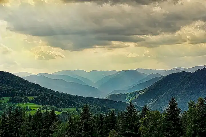 Vida en el bosque