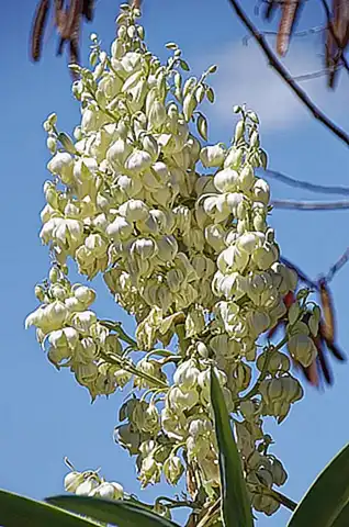 Yucca