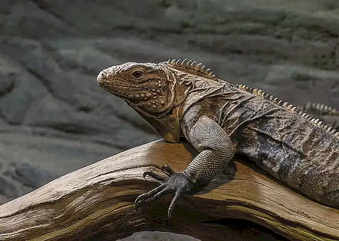 Zoológico por país