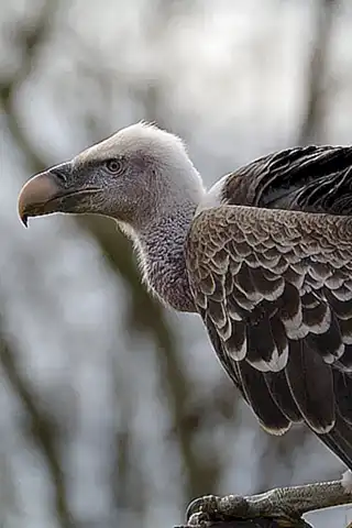 Zoológicos y jardines de animales